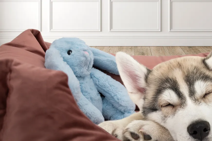 Cozy Dog Bunny Blue