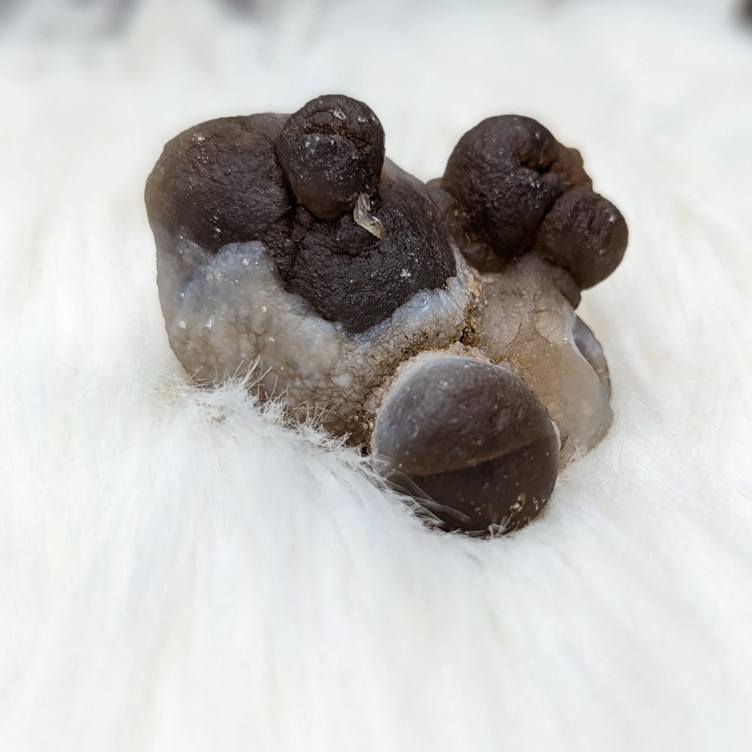 Truffle Chalcedony Specimens ~ Small Specimens from Morocco